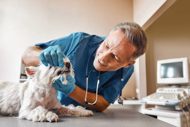 Best Broken or Chipped Tooth Repair in Dalton, OH
